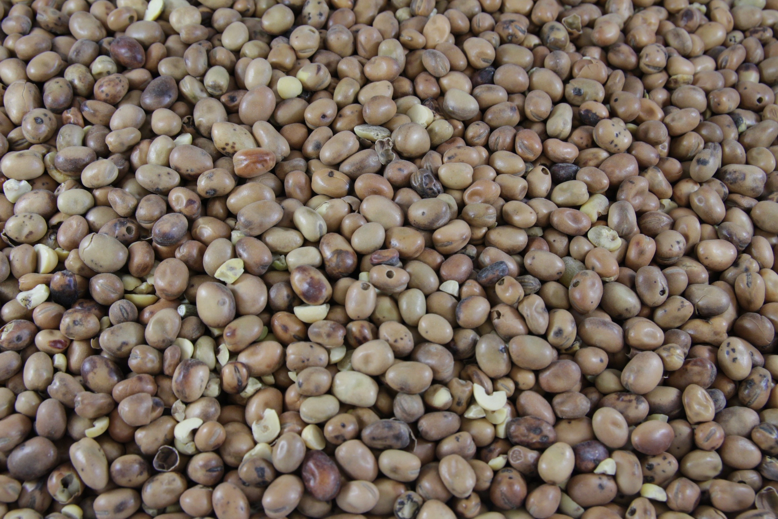 Red Shell Seeds IMPROVE